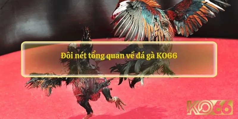 Đôi nét tổng quan về đá gà KO66